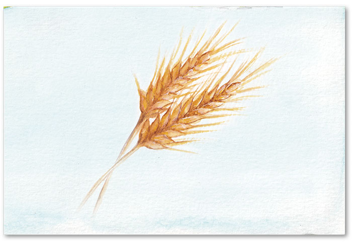 El diario de un grano de trigo